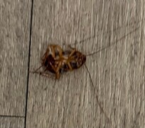 Cockroach 2