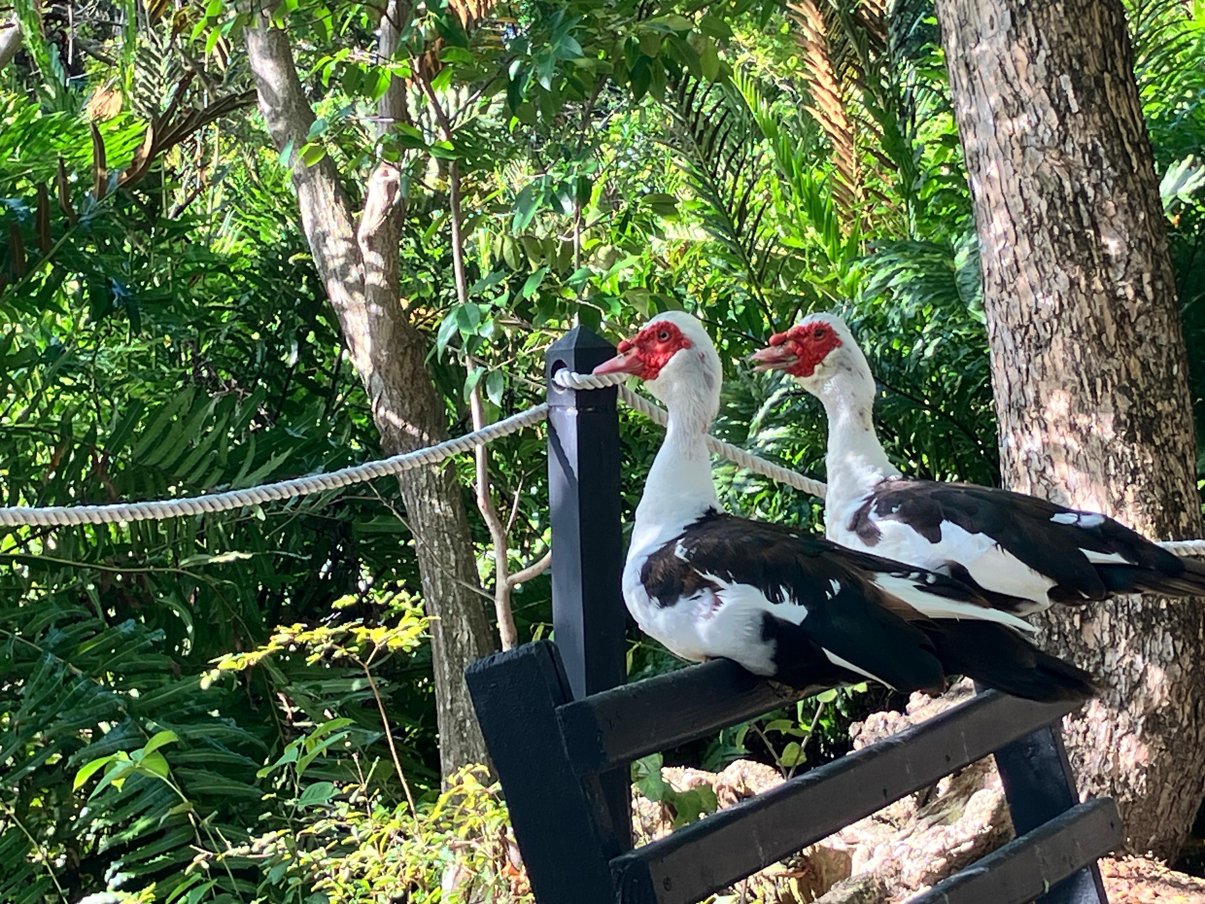 Birds on the nature trail