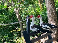 Birds on the nature trail