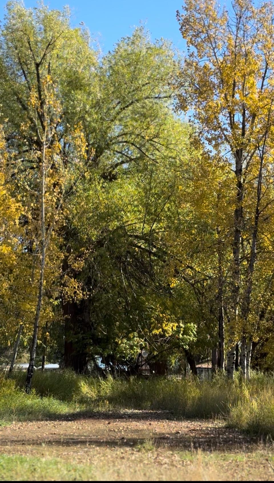 Beautiful aspens out the back door.