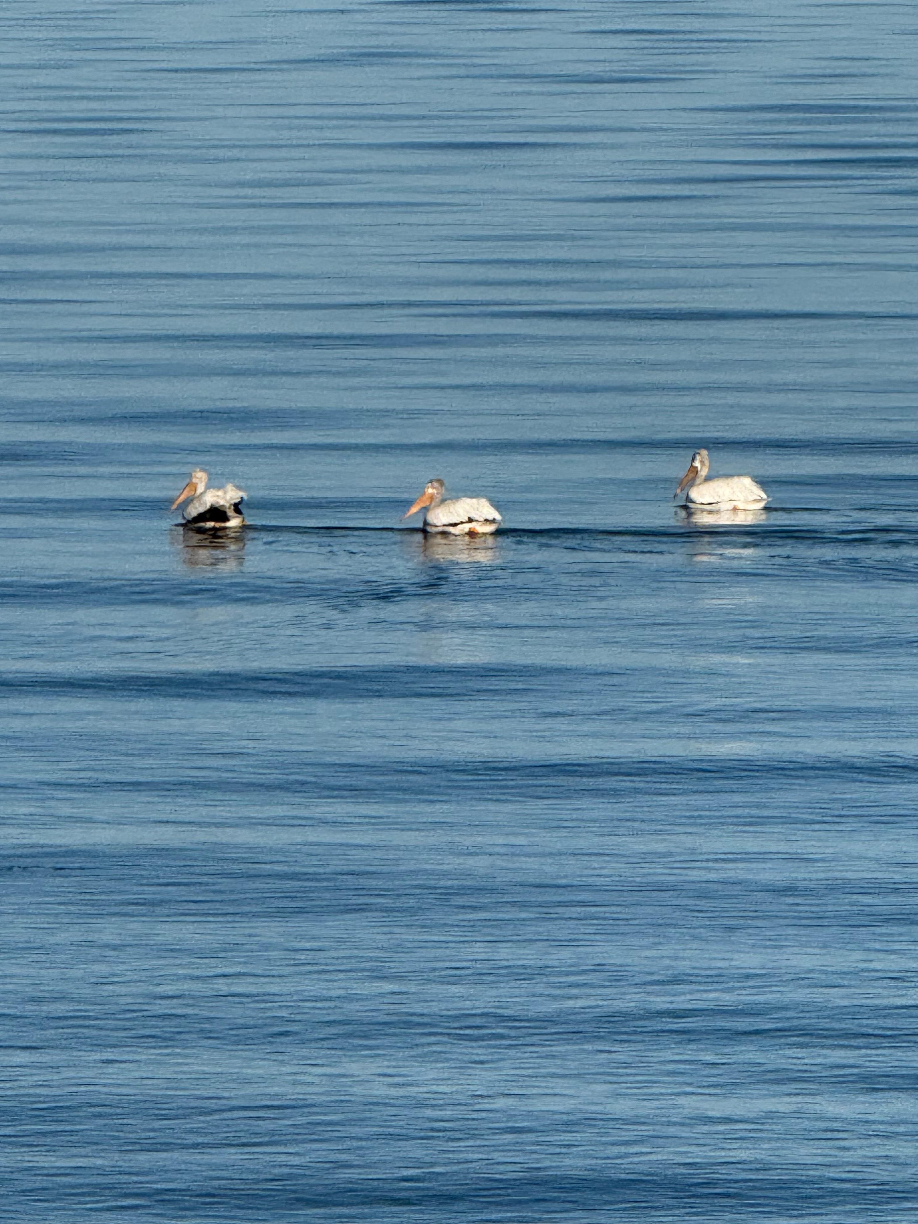 Pelicans