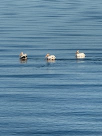 Pelicans
