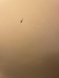 One more blood stain on ceiling
