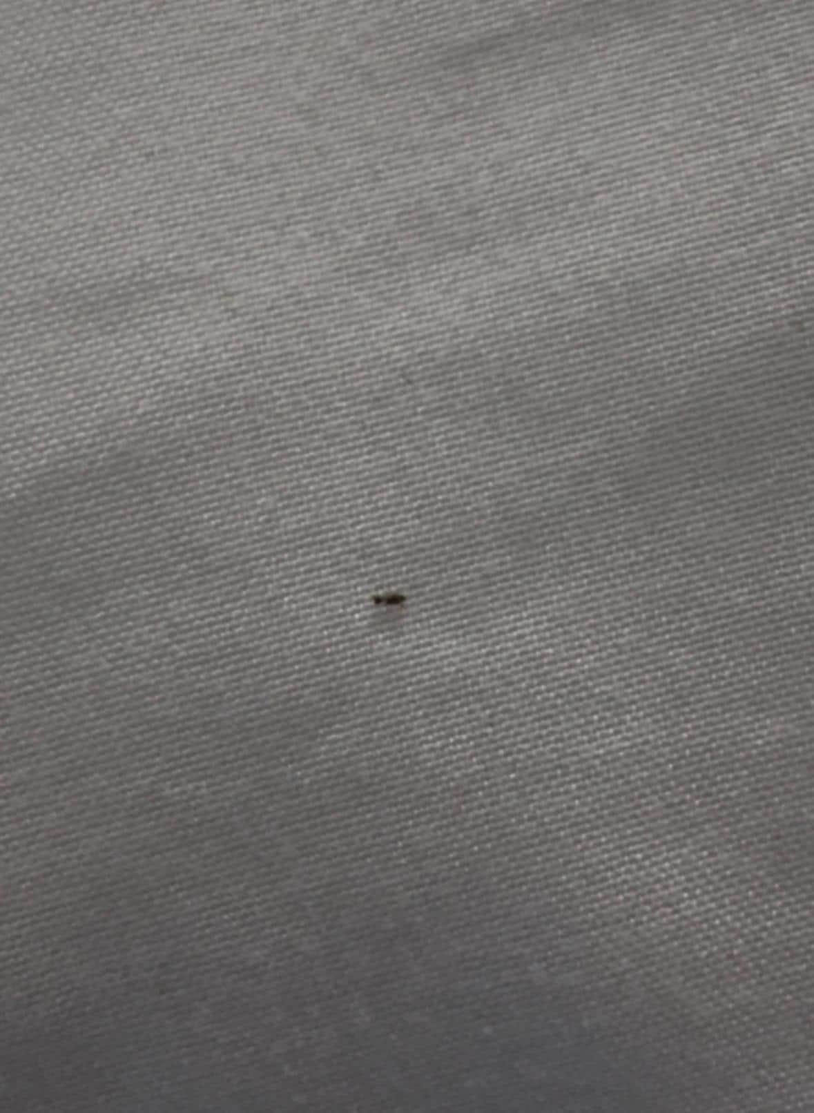 Bugs in the bed (second room change)