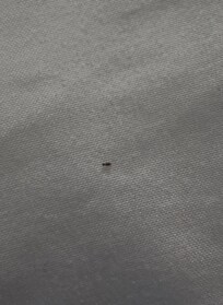 Bugs in the bed (second room change)