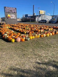 Pumpkin patch across the street