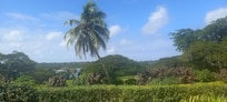 The view