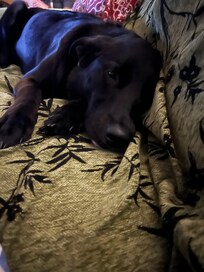 Ability to add our grand dog to our family time was an added bonus.