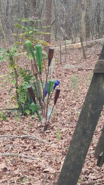 Pretty bottle tree.