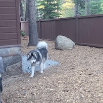 Having fun chasing squirrels