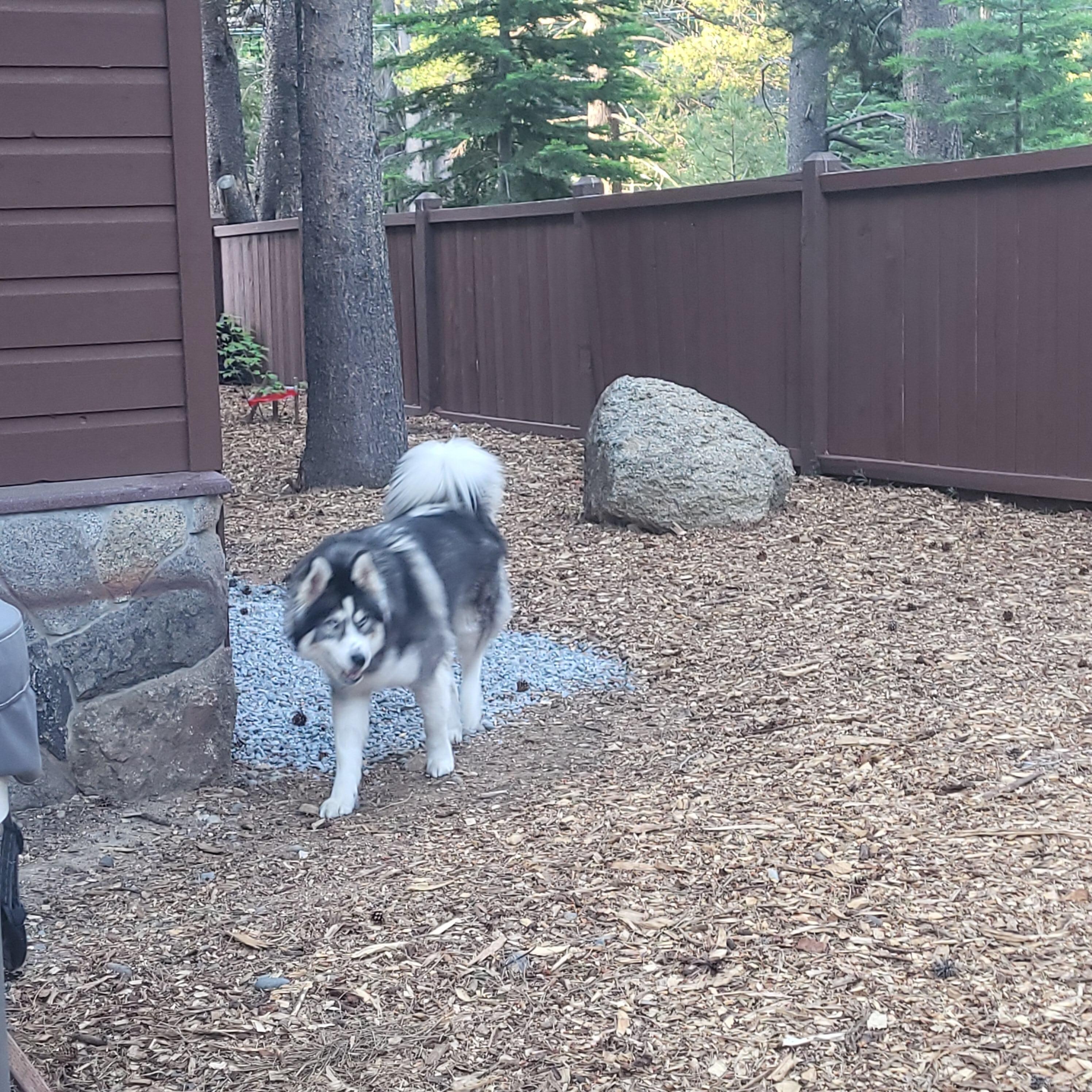 Having fun chasing squirrels