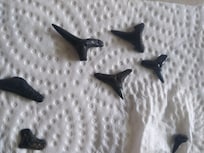 Shark Teeth