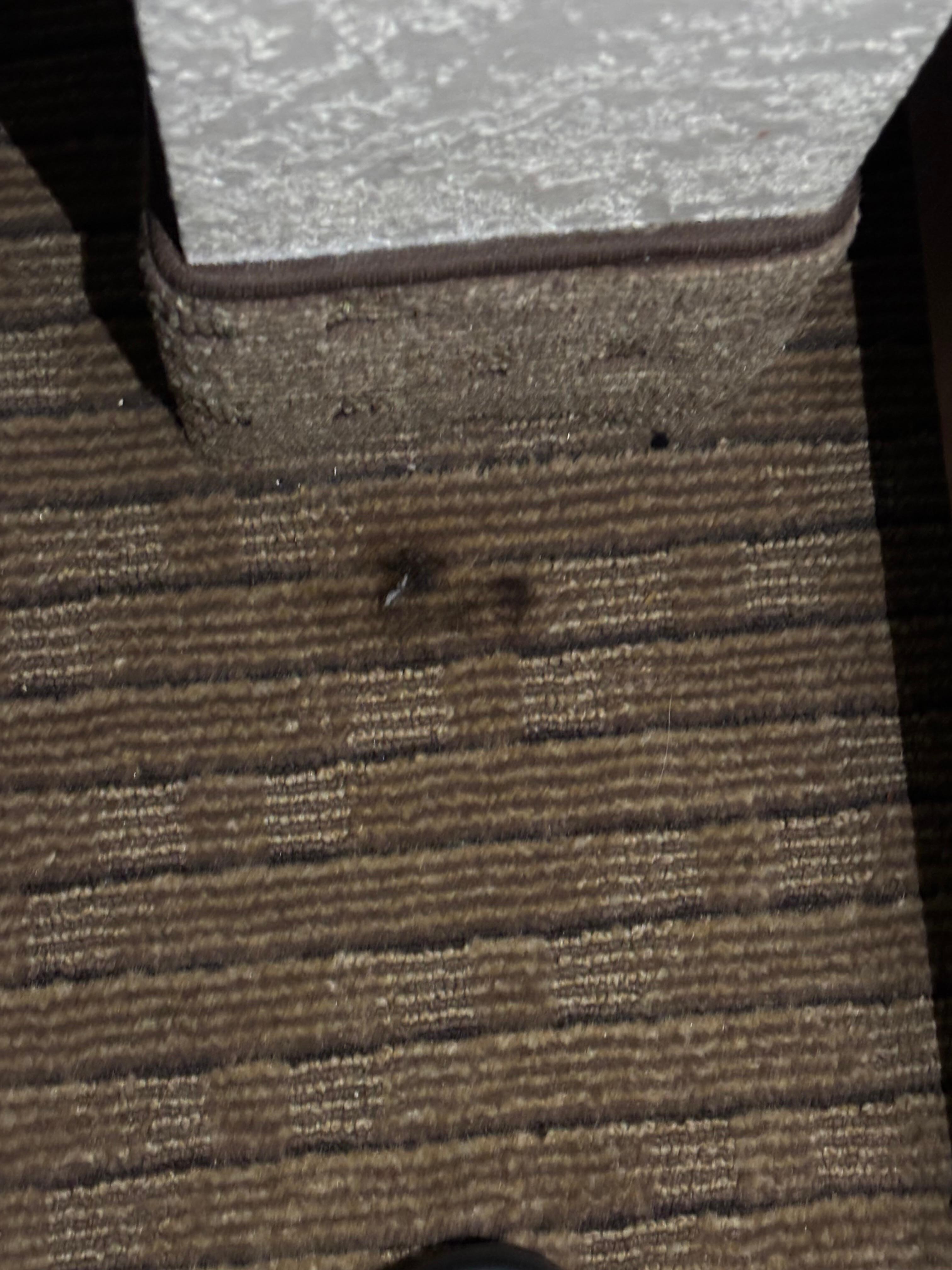 Hair ball found in room