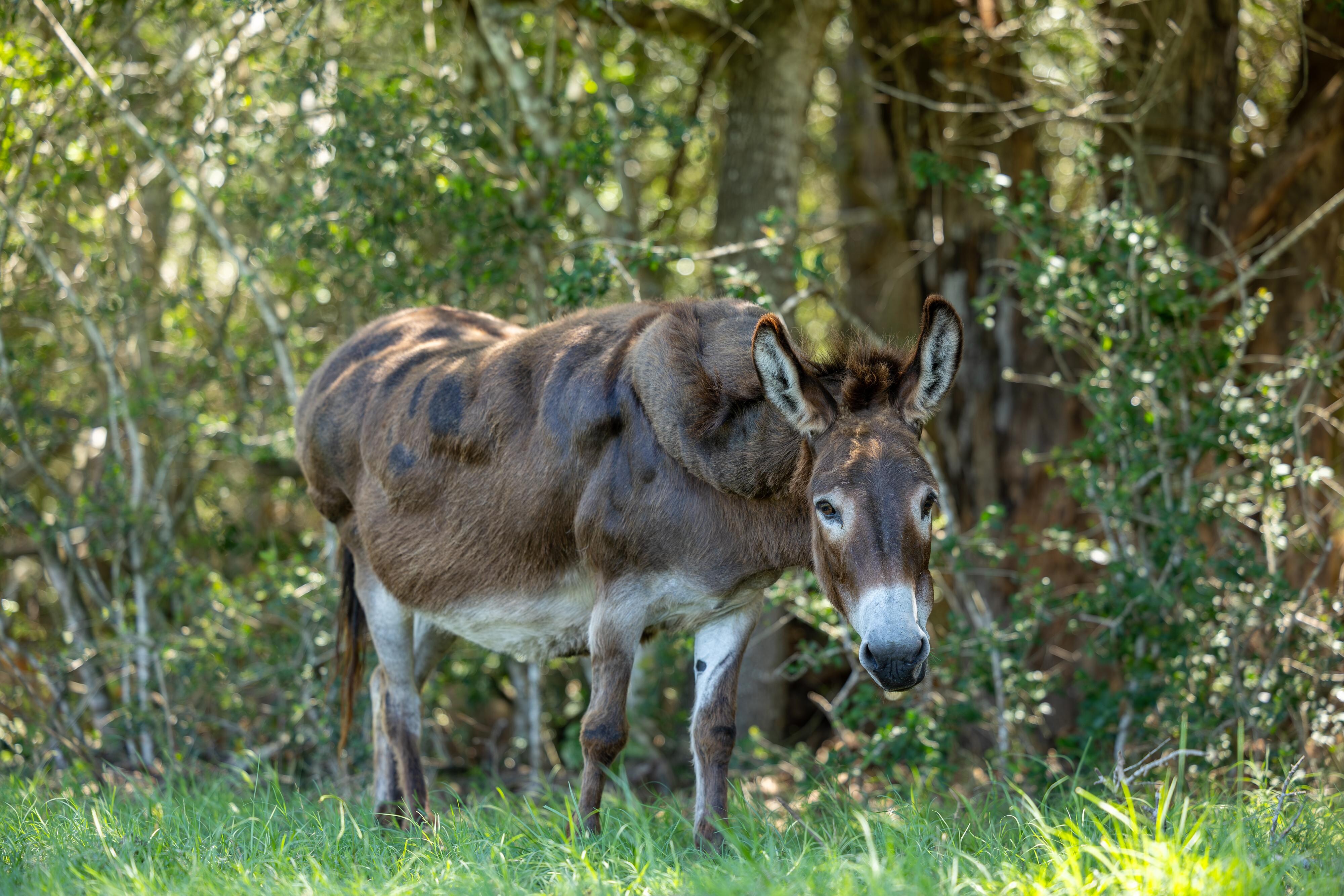 Another donkey friend we met.