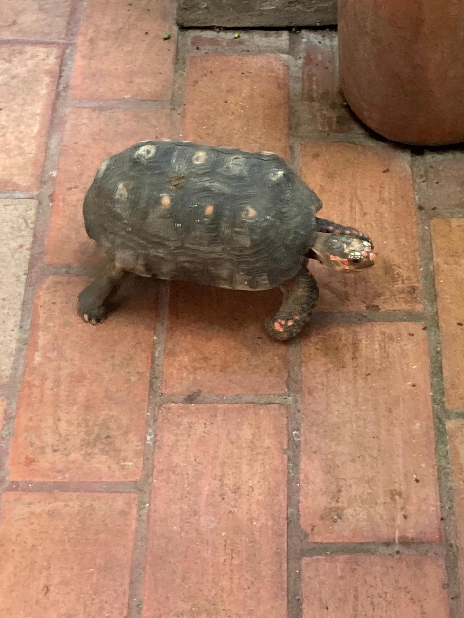 Friendly Tortoise 