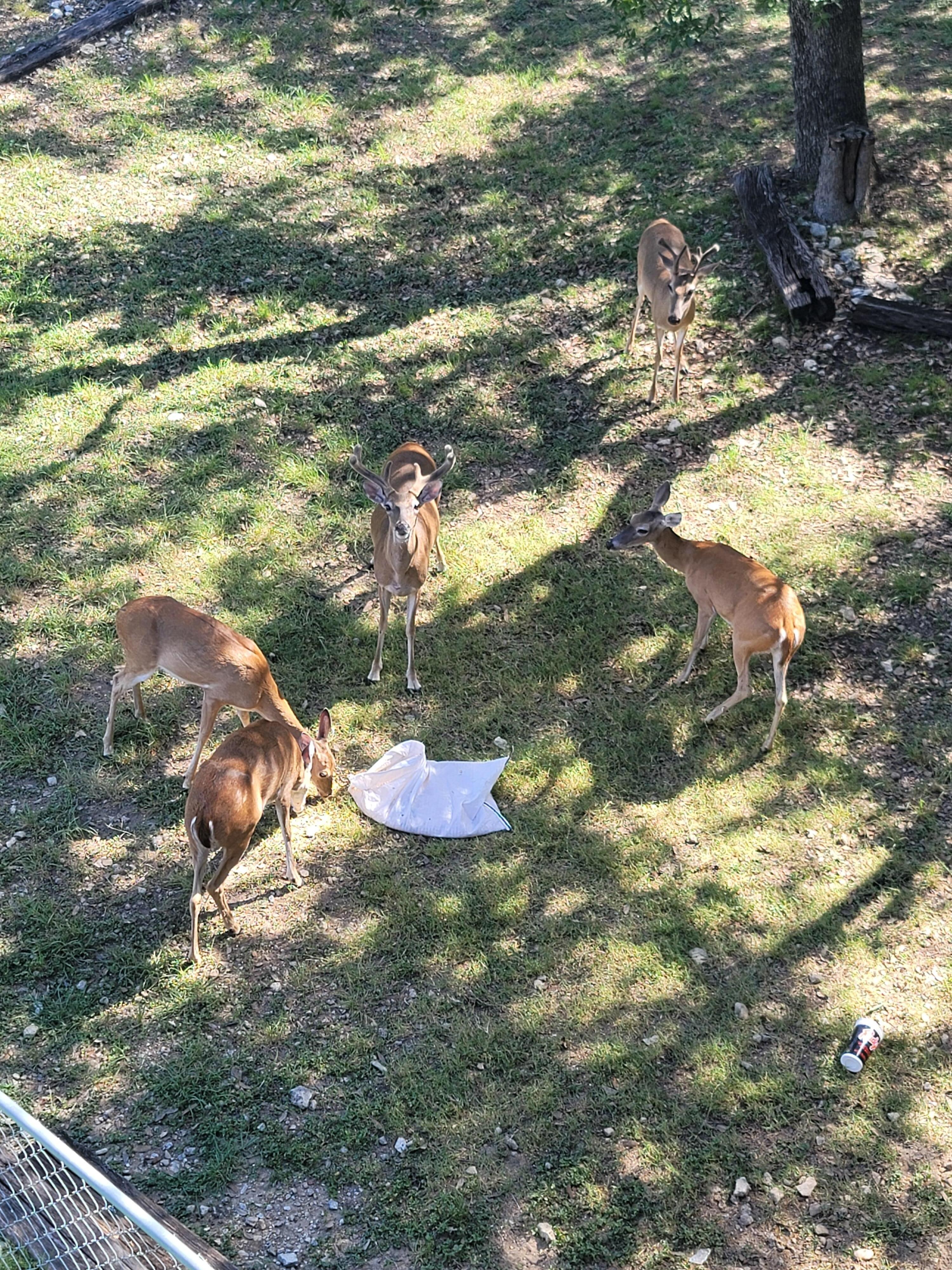 Deer grazing just below the deck area.