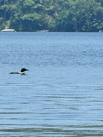 Loon on the lake