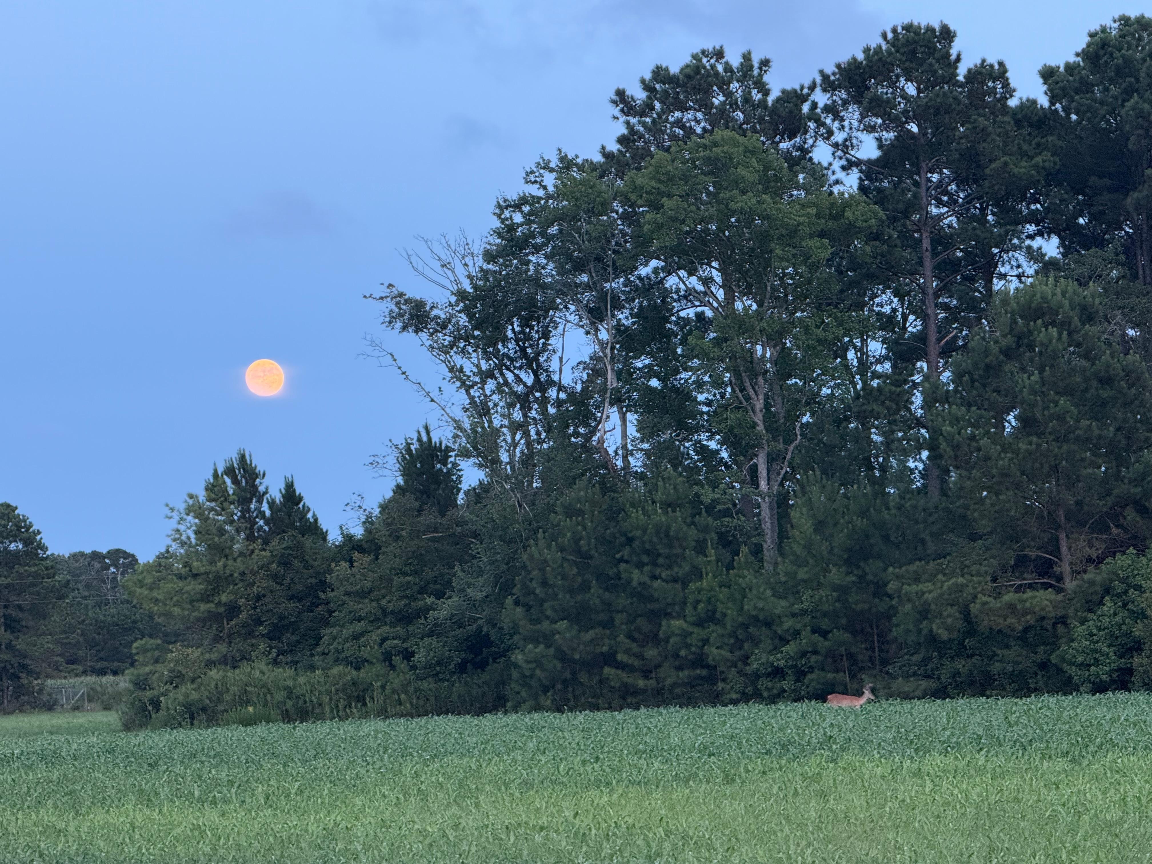 Beautiful full moon with some deer in the field 