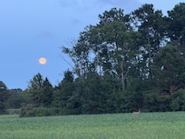 Beautiful full moon with some deer in the field