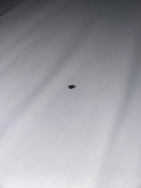 Bed bug