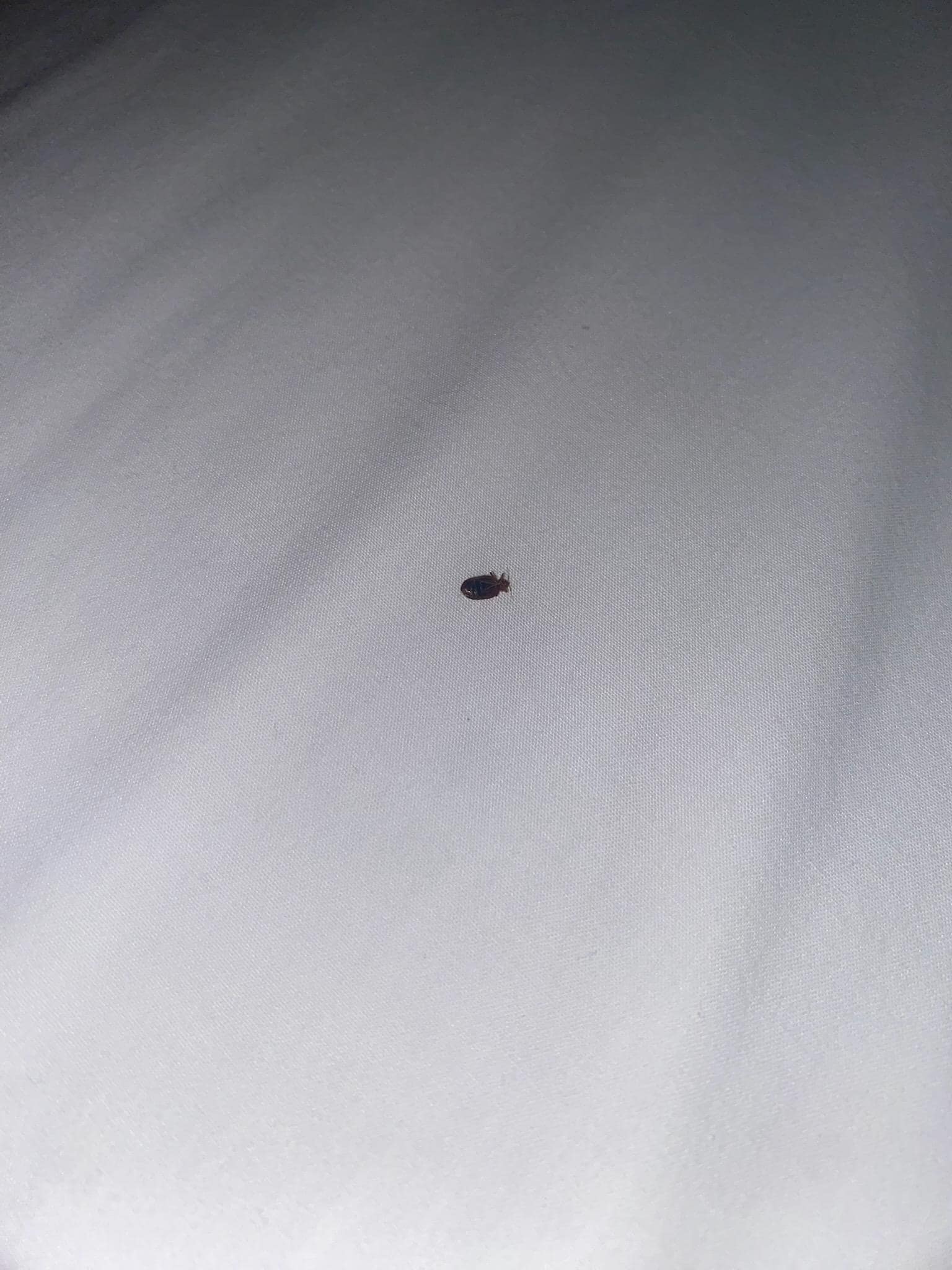Bed bug