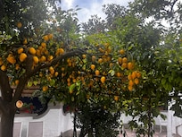 The lemons by the pool
