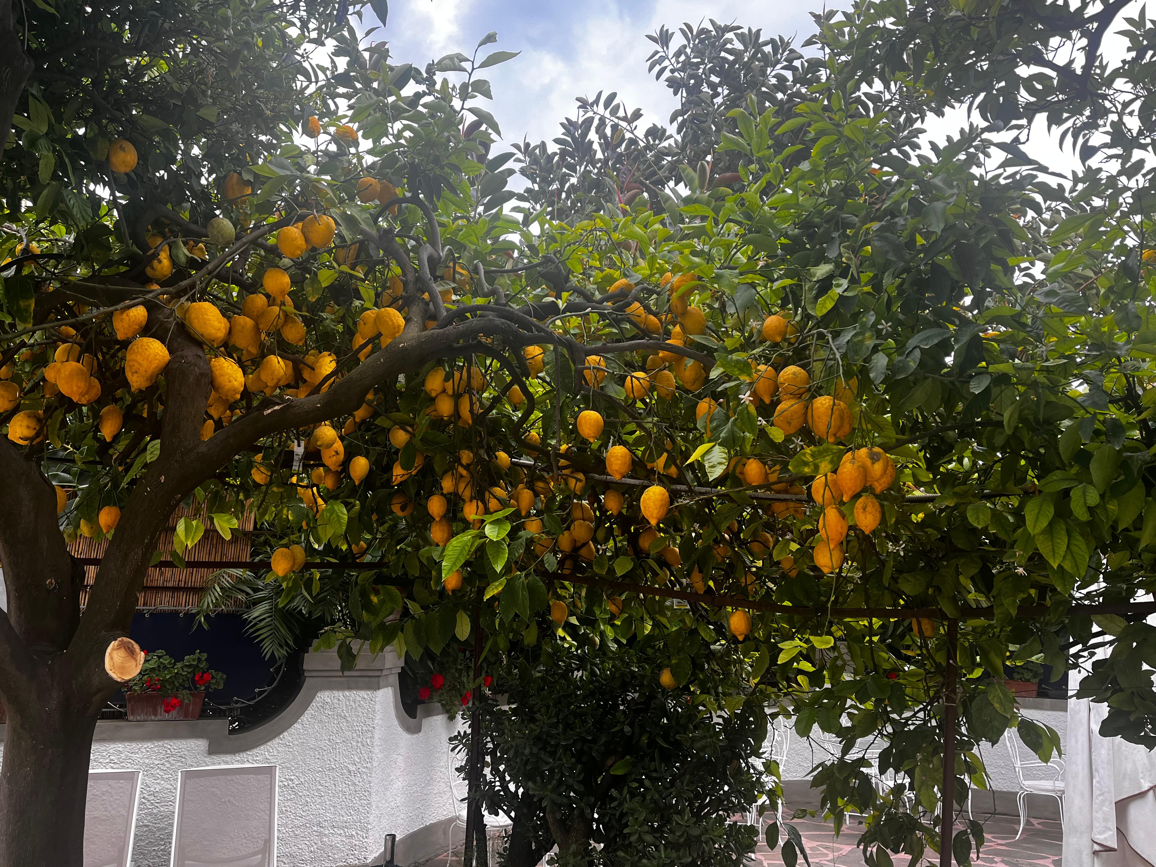 The lemons by the pool