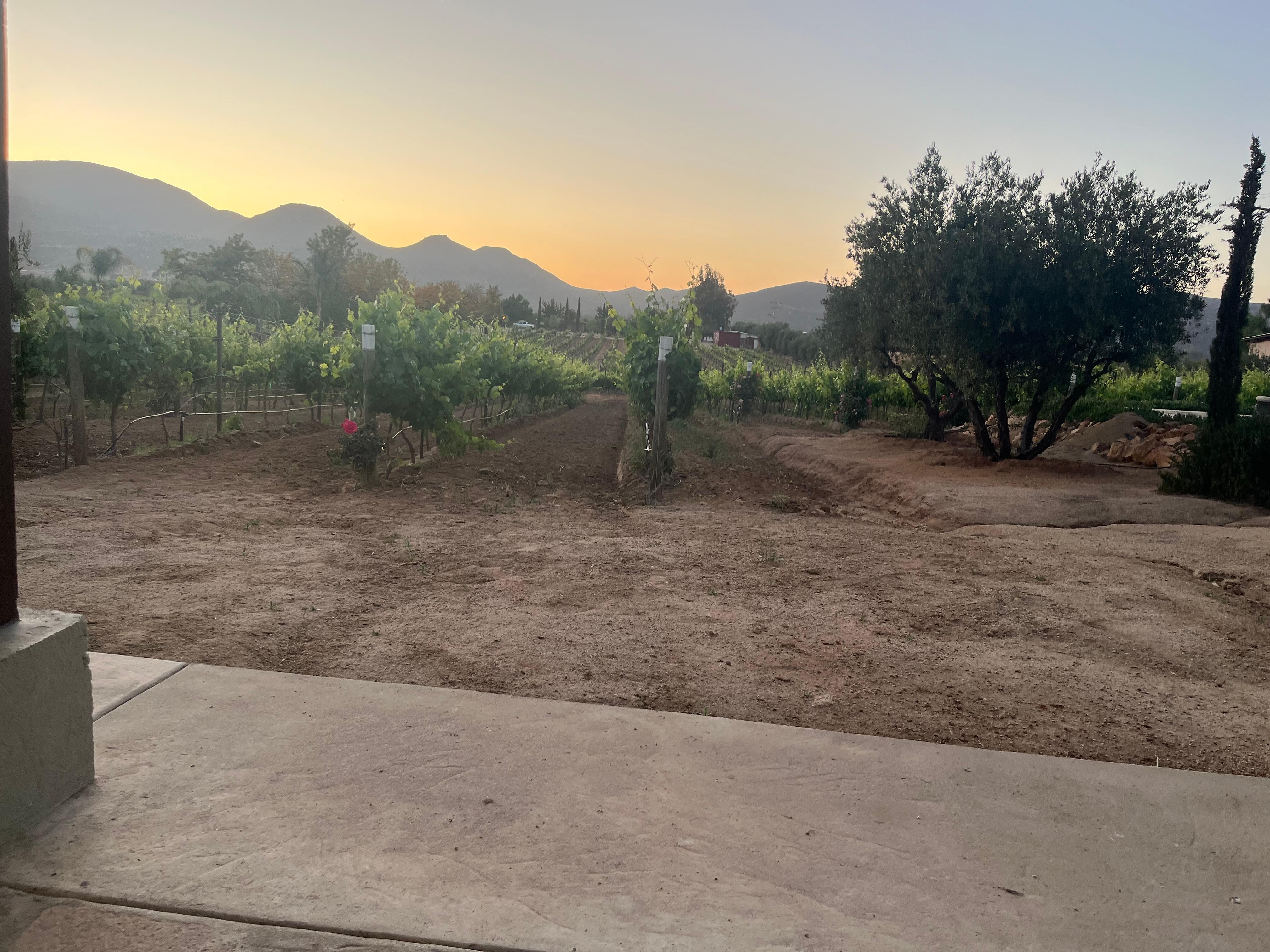 Beautiful sunsets surrounded by mountains and vineyards.