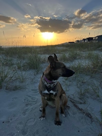 Our girl loving the beach and sand