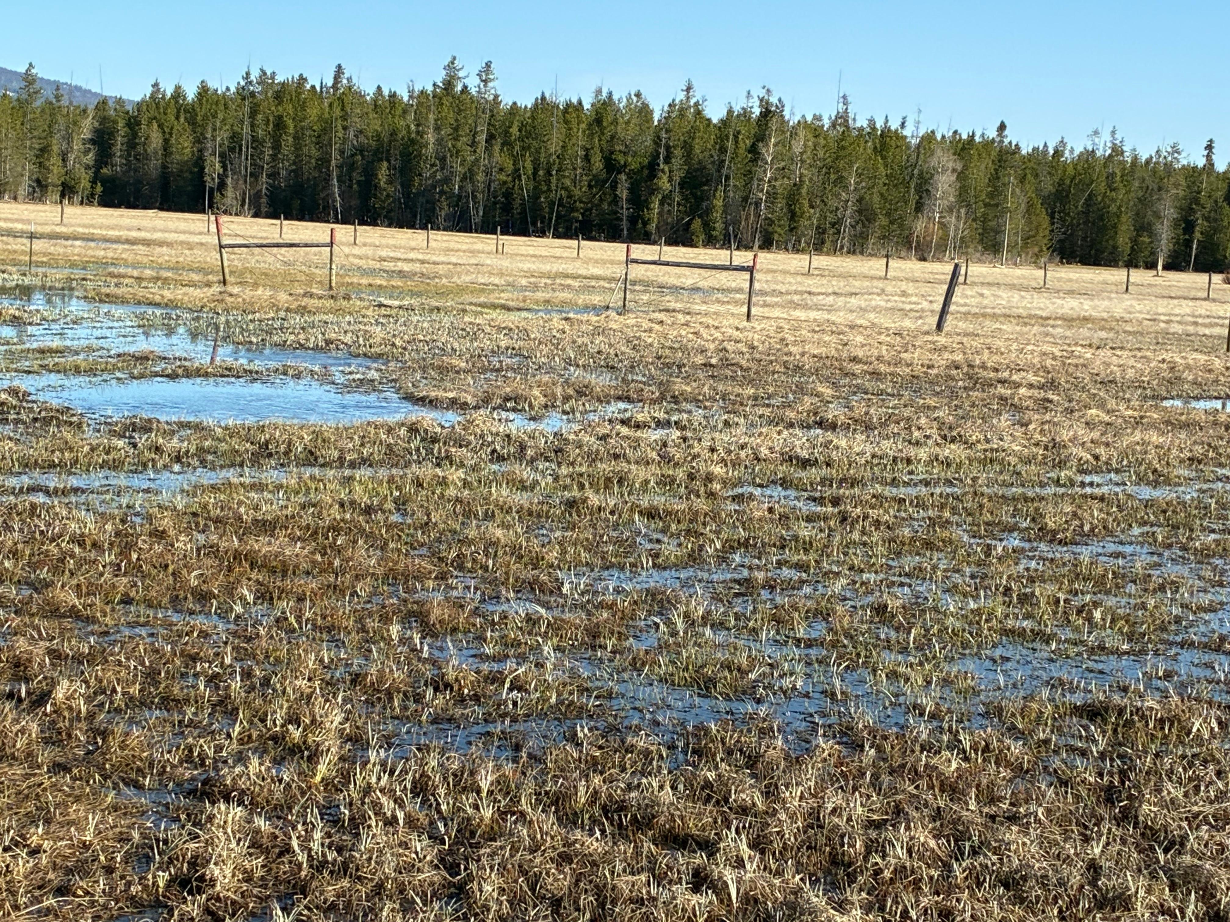 Swamp behind property