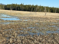 Swamp behind property
