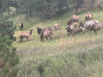 Owners texted to let us know when the elk were in the yard. We saw the elk everyday when we were there.