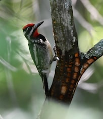Yellow bellied sapsucker at Coolbough