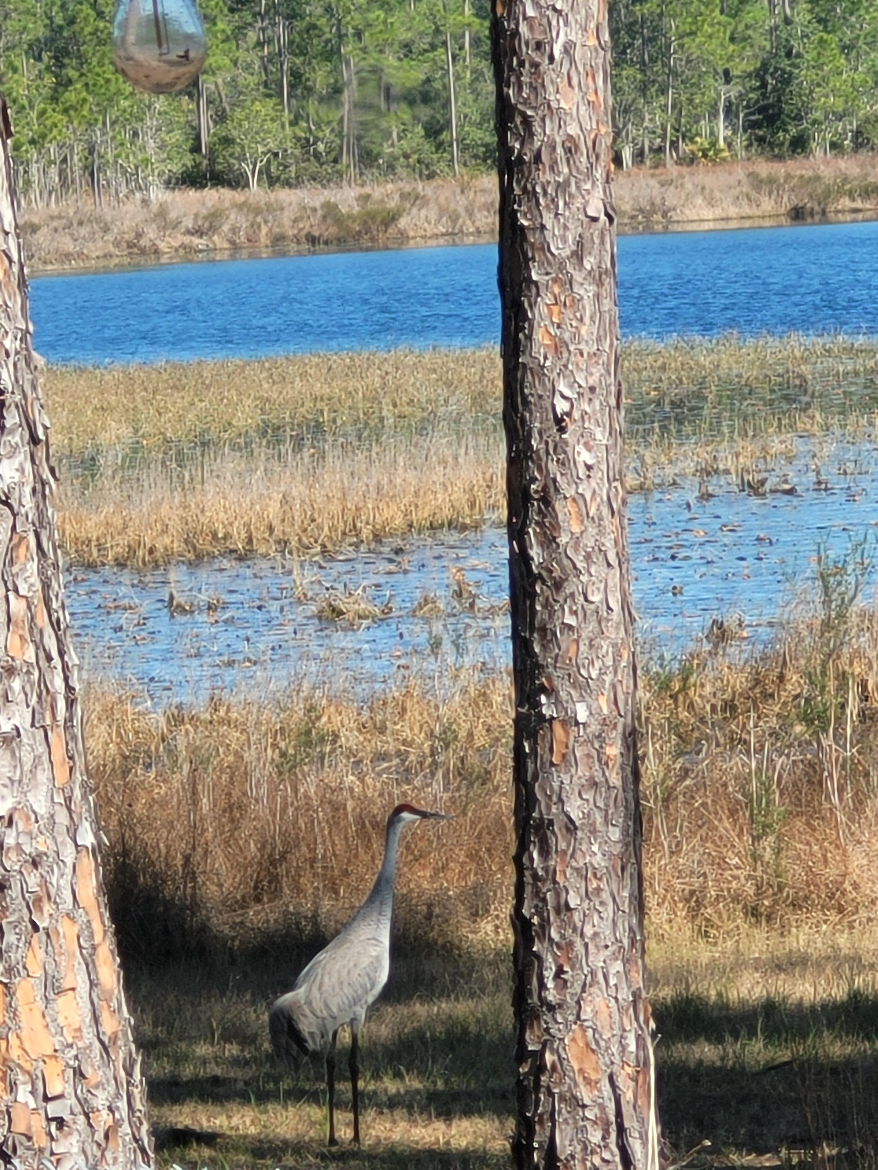 View from the kitchen window 