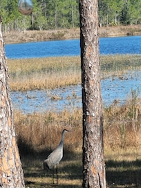 View from the kitchen window