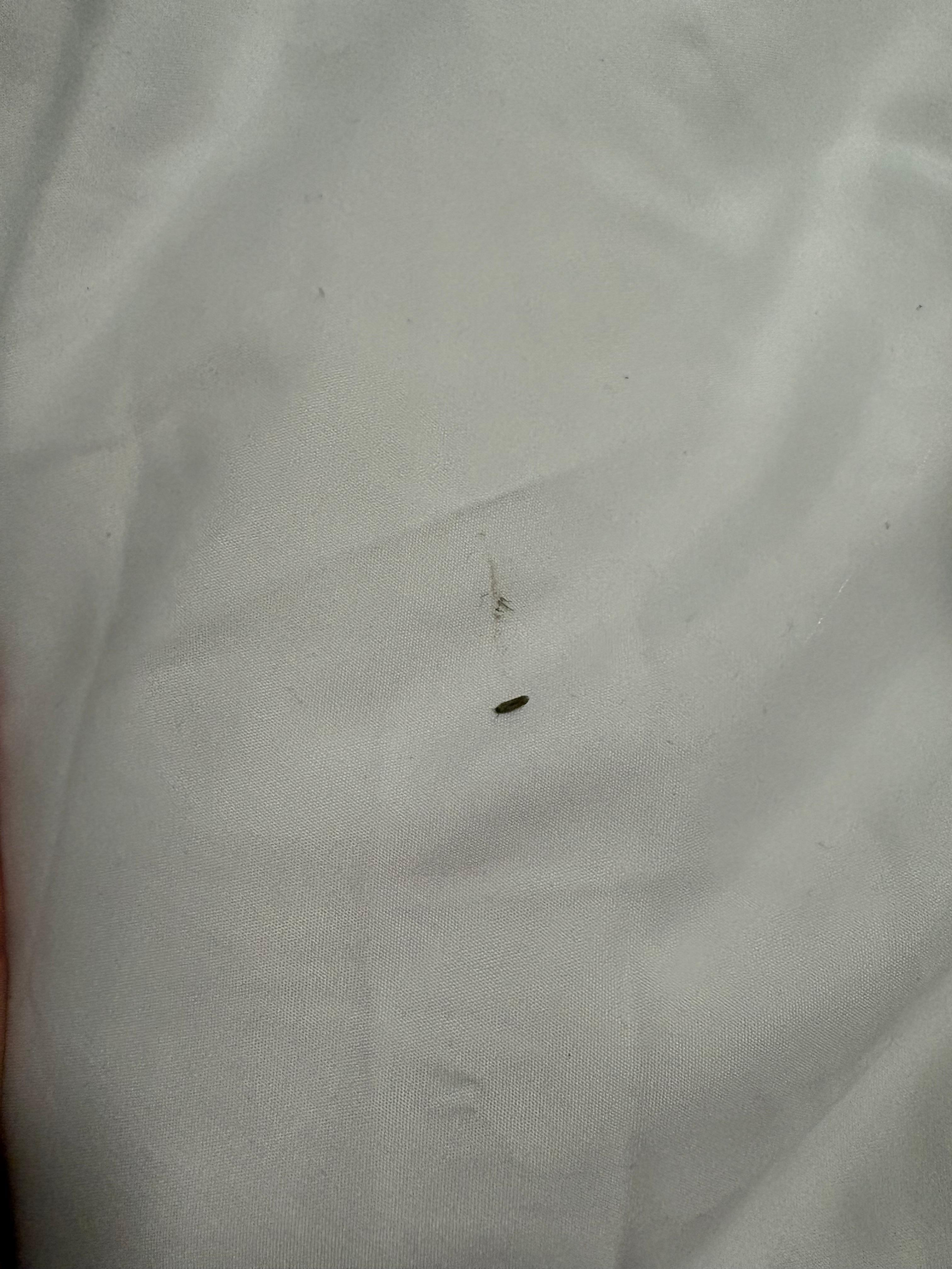 We found a bug in the bed