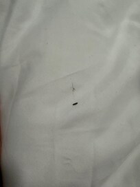 We found a bug in the bed