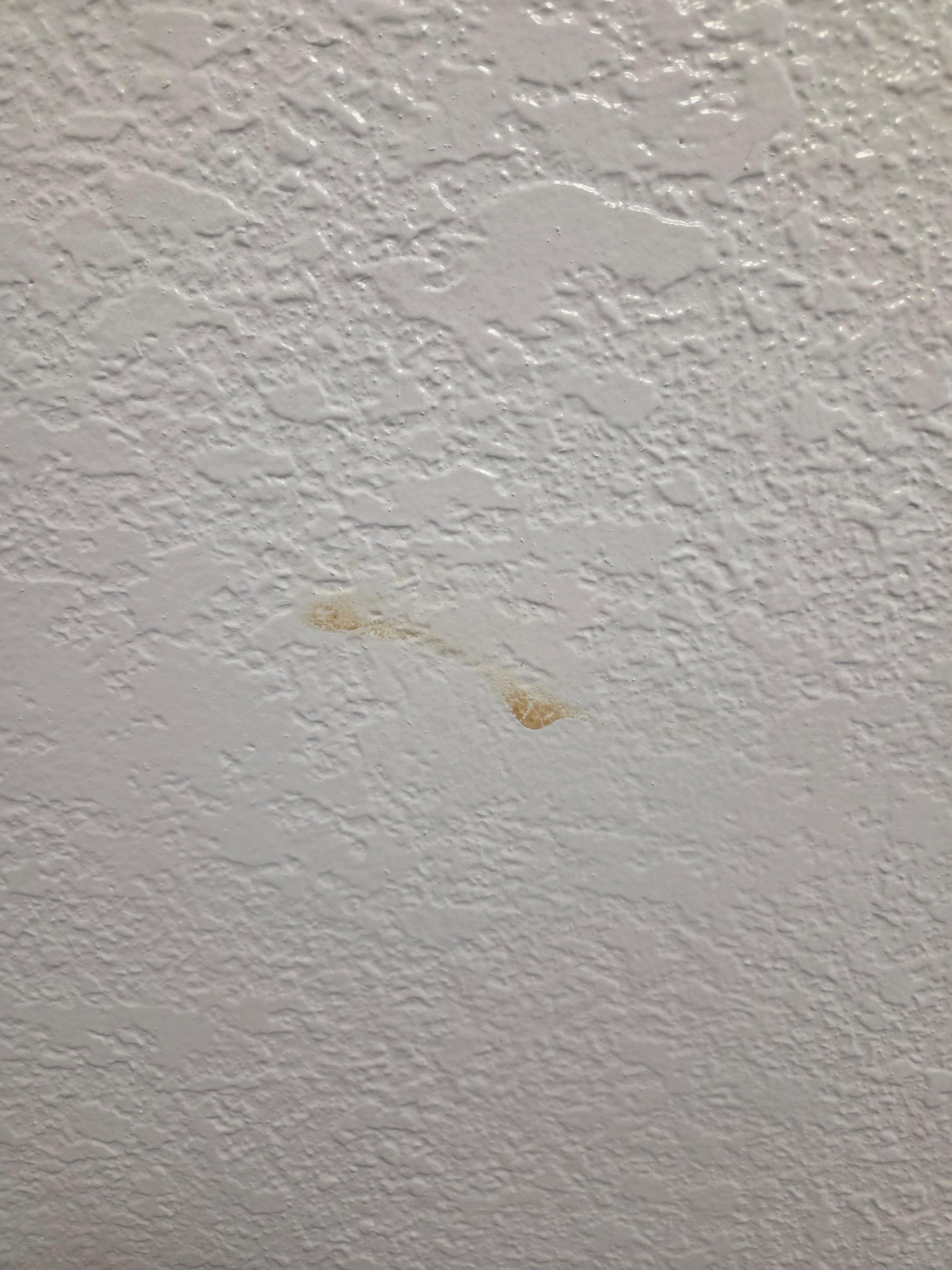 More buggers on wall