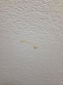 More buggers on wall