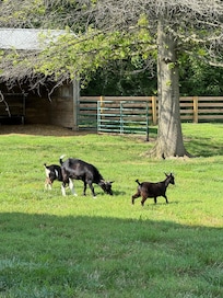 Loved these little goats!