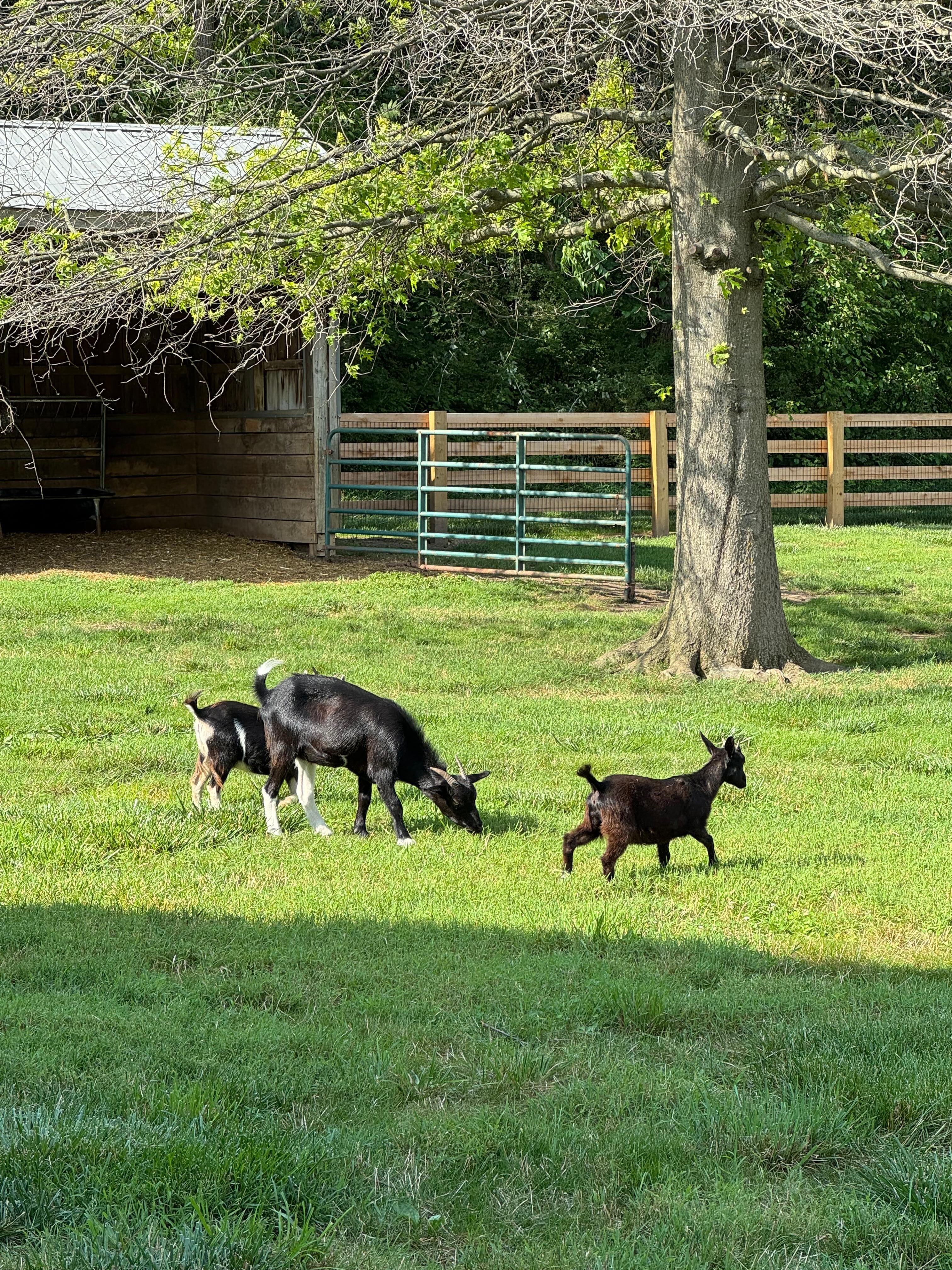 Loved these little goats!