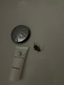 Tub Roach