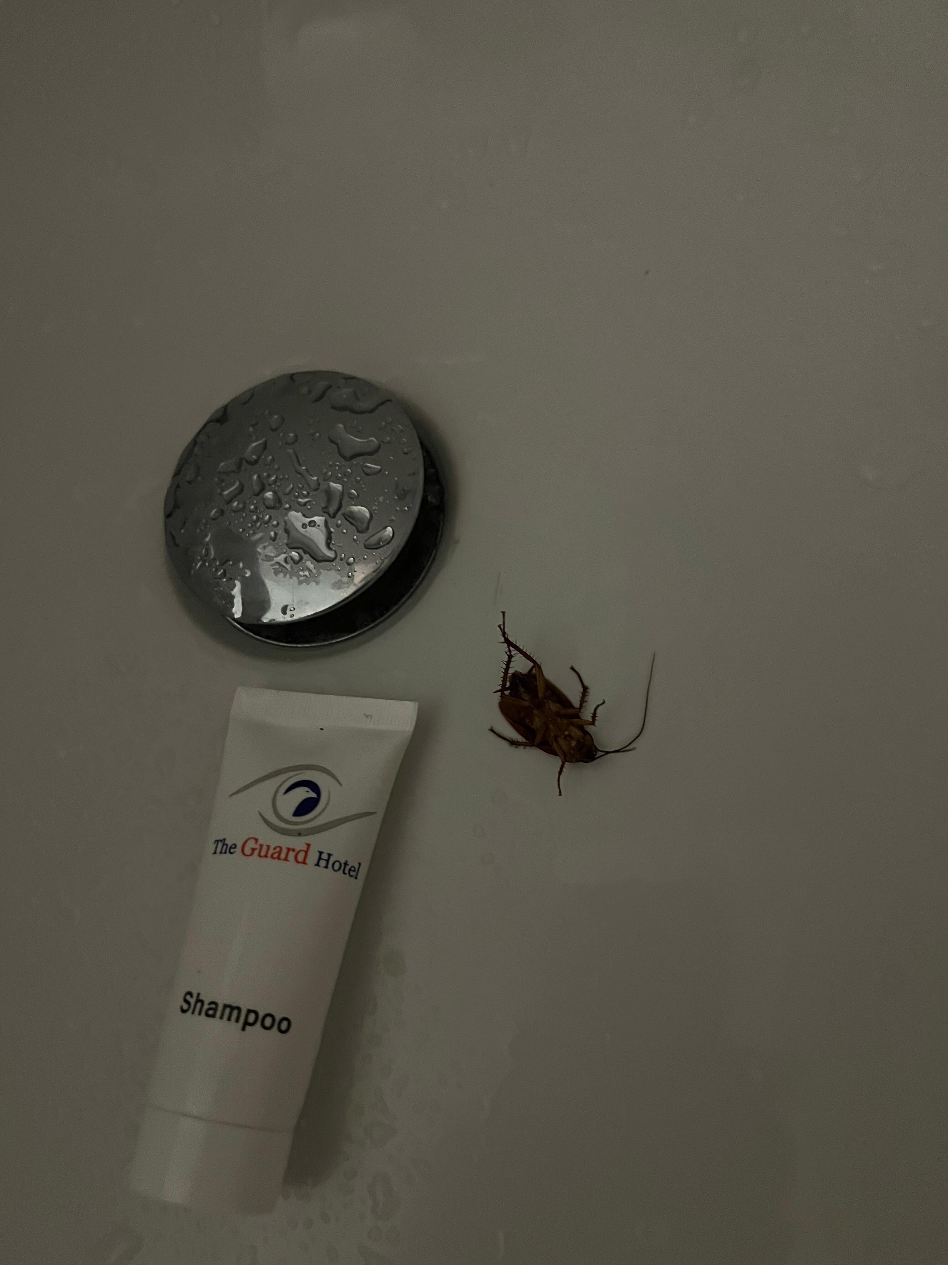Tub Roach