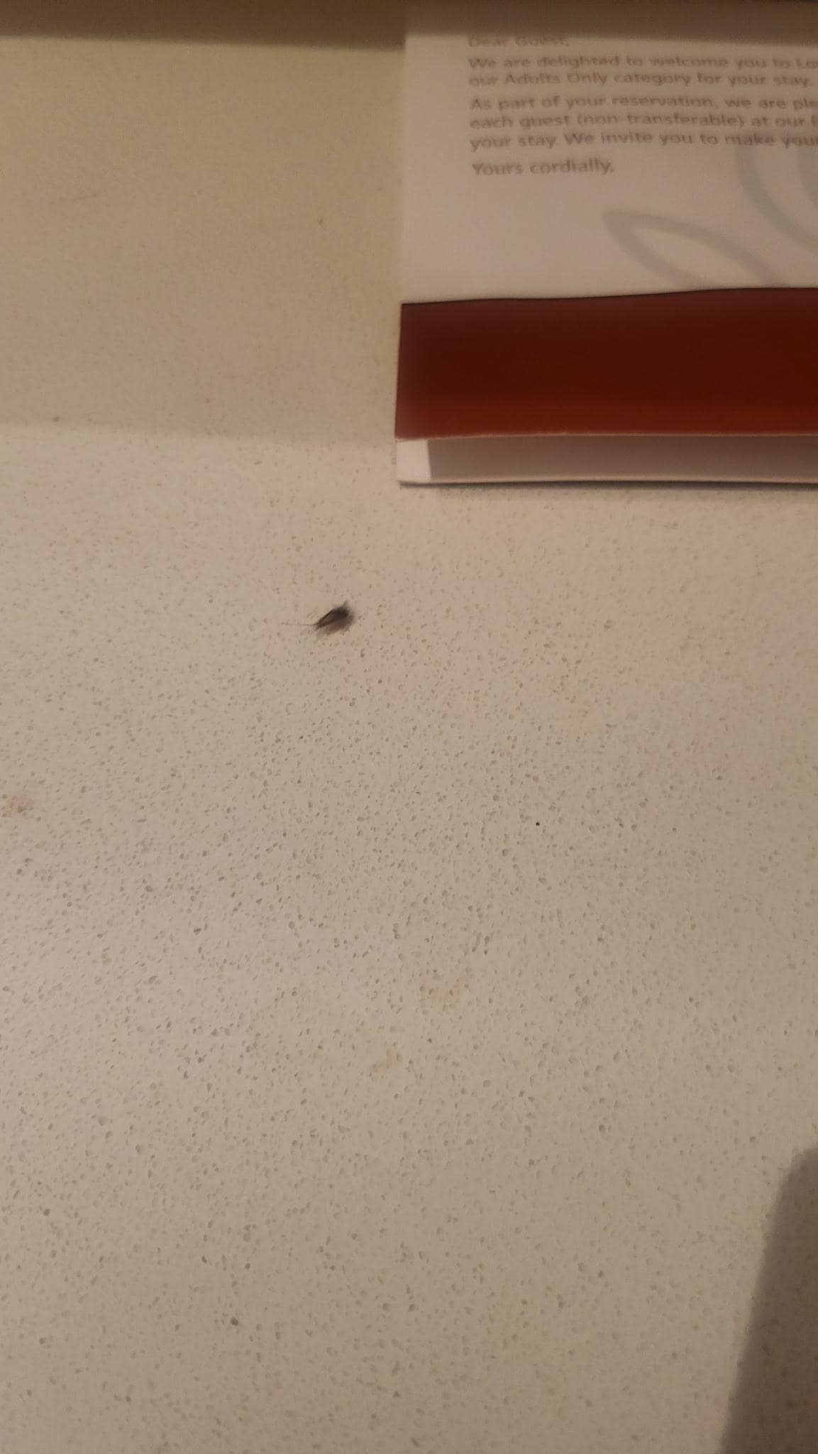 Roaches in the room daily even crawling on the beds …. Never seen the pool ever cleaned 