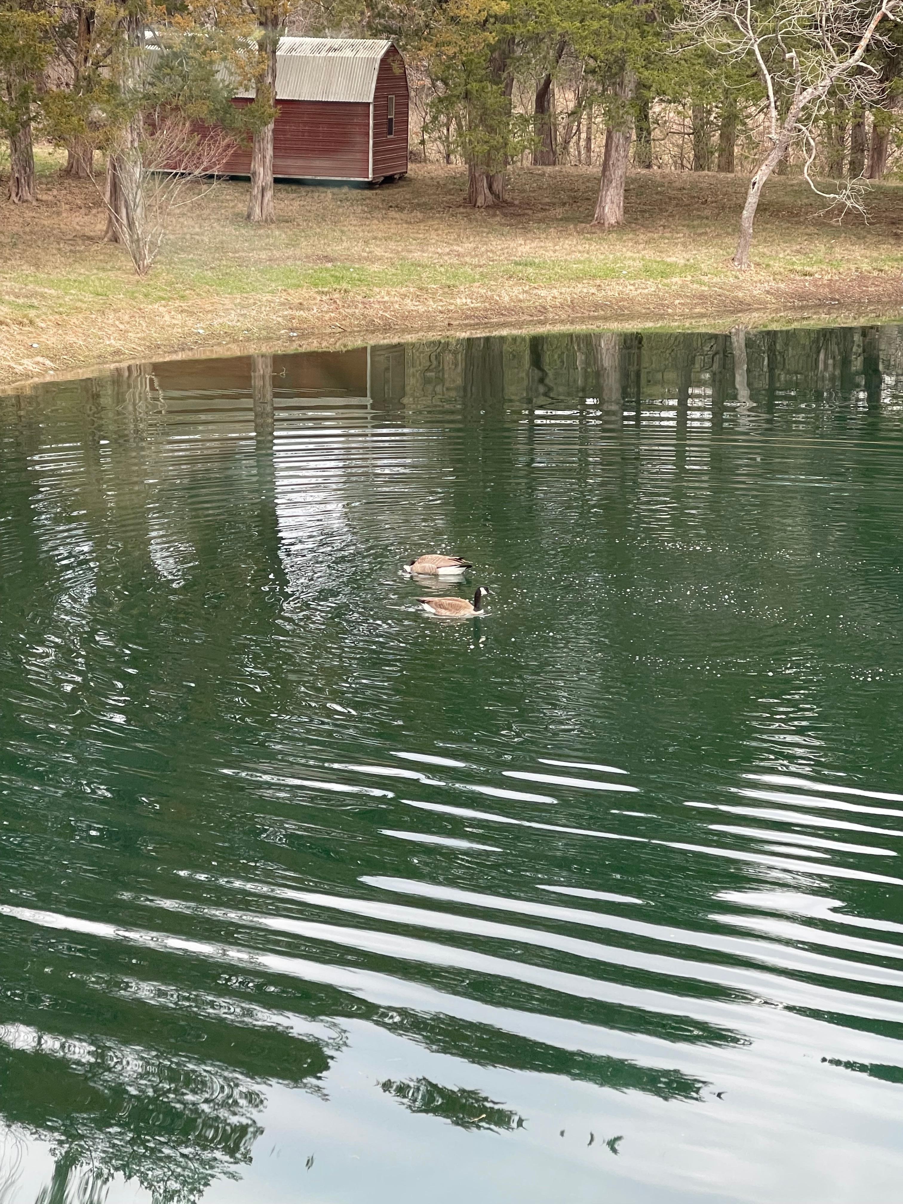 Geese on the pond
