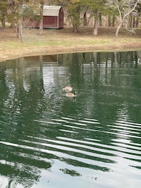 Geese on the pond