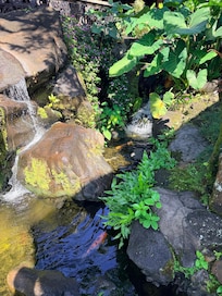 Koi pond at resort