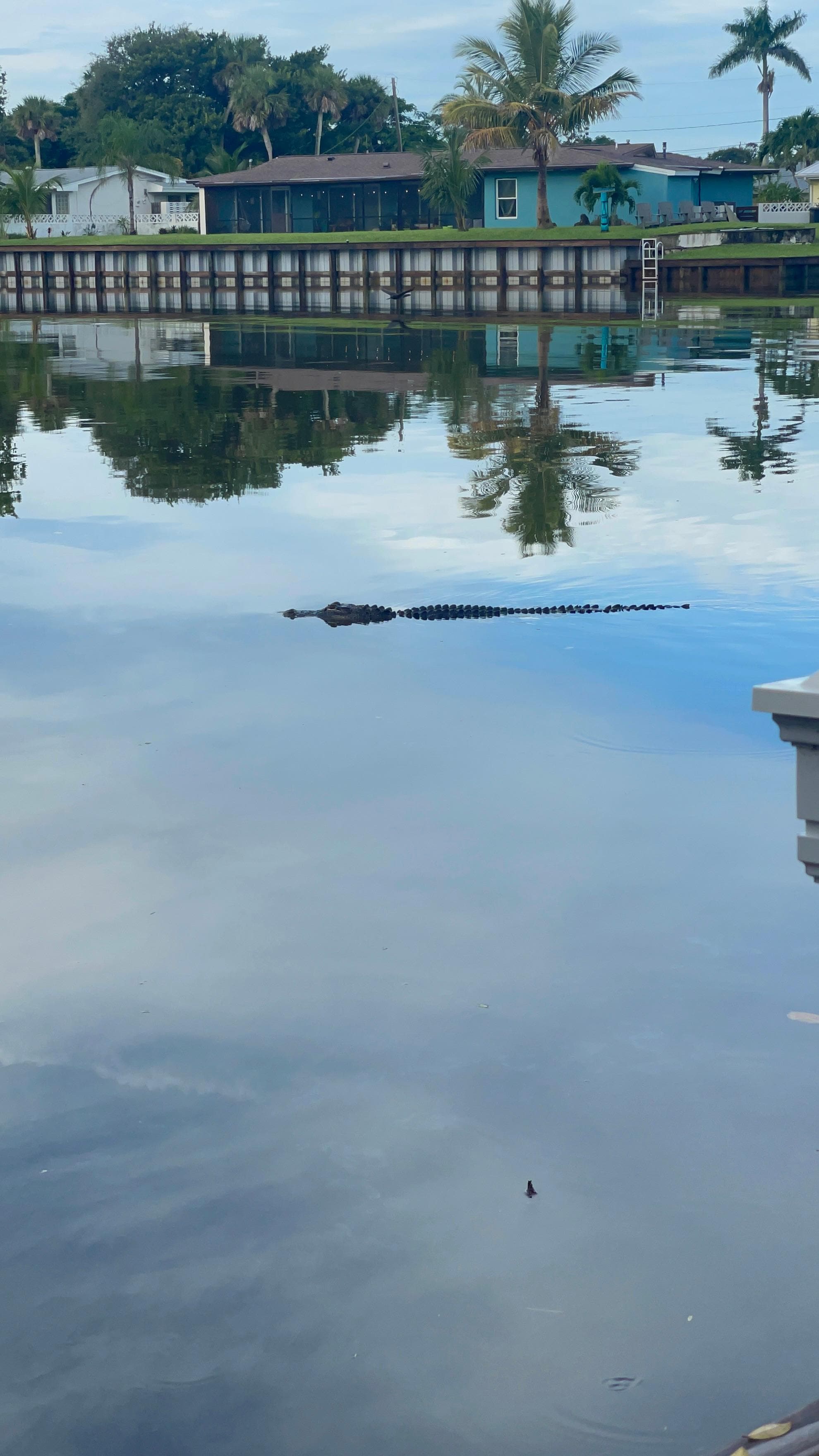 Alligator in the river