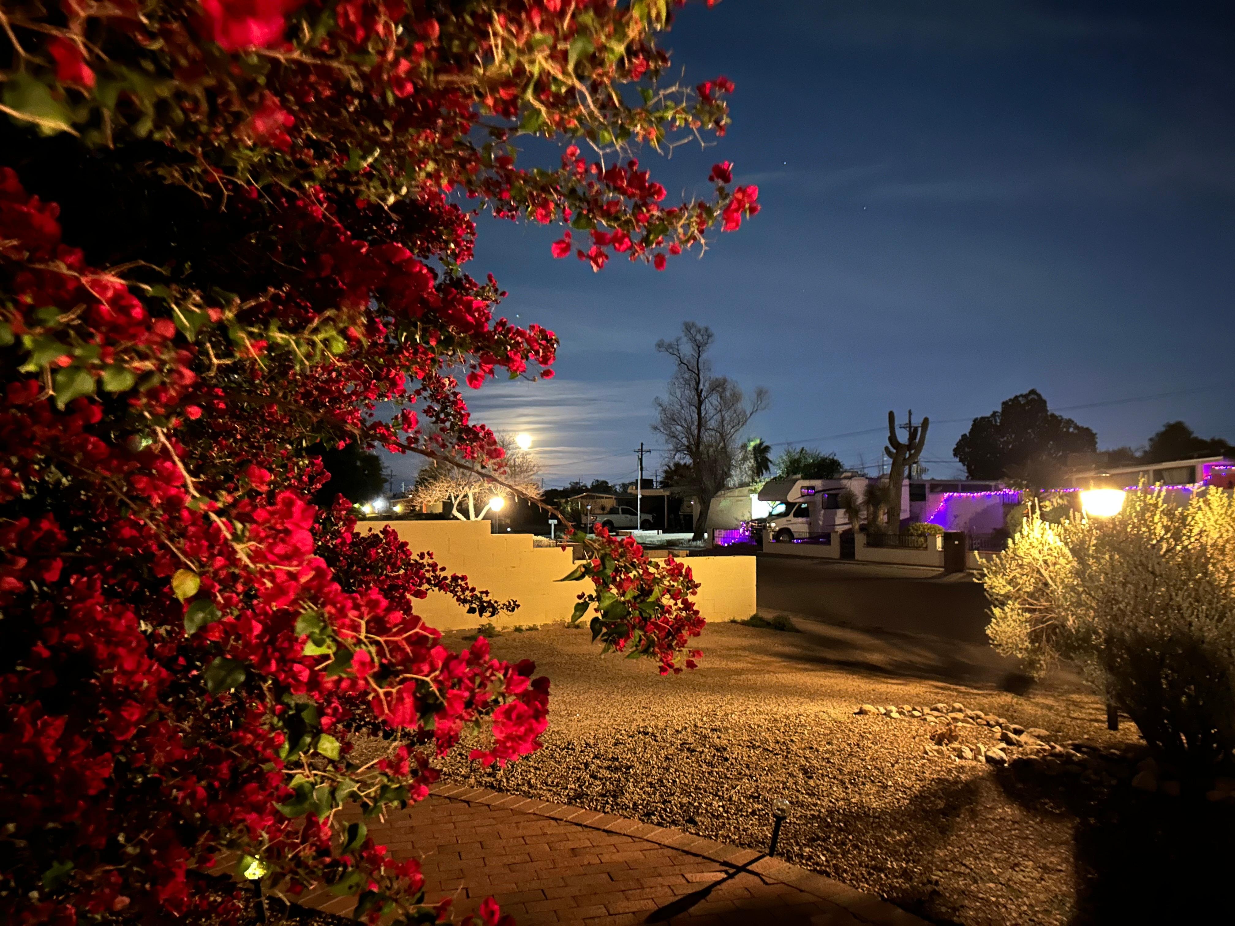 First night moonlight 