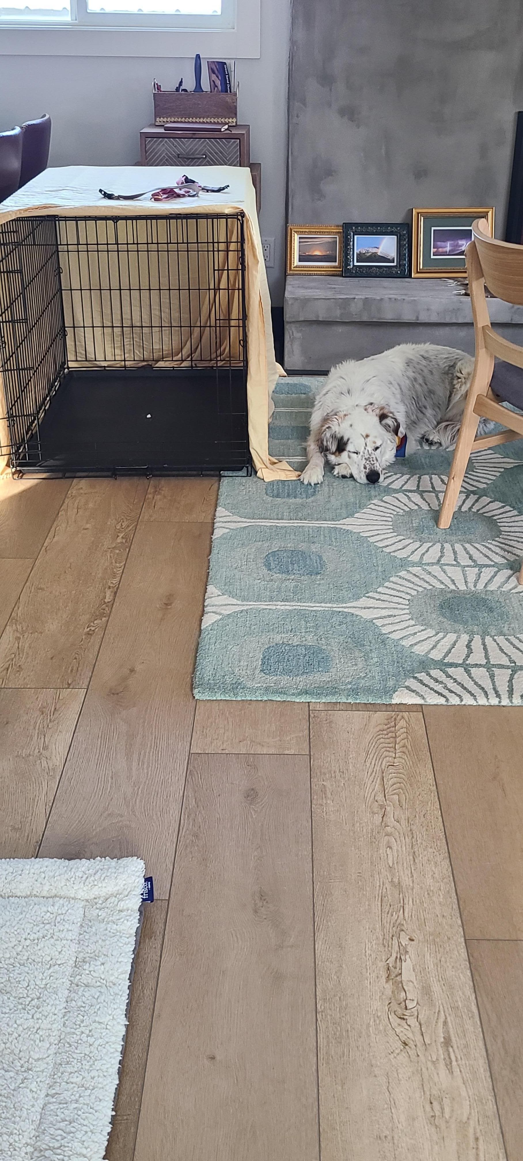 Enough room for large dog kennel